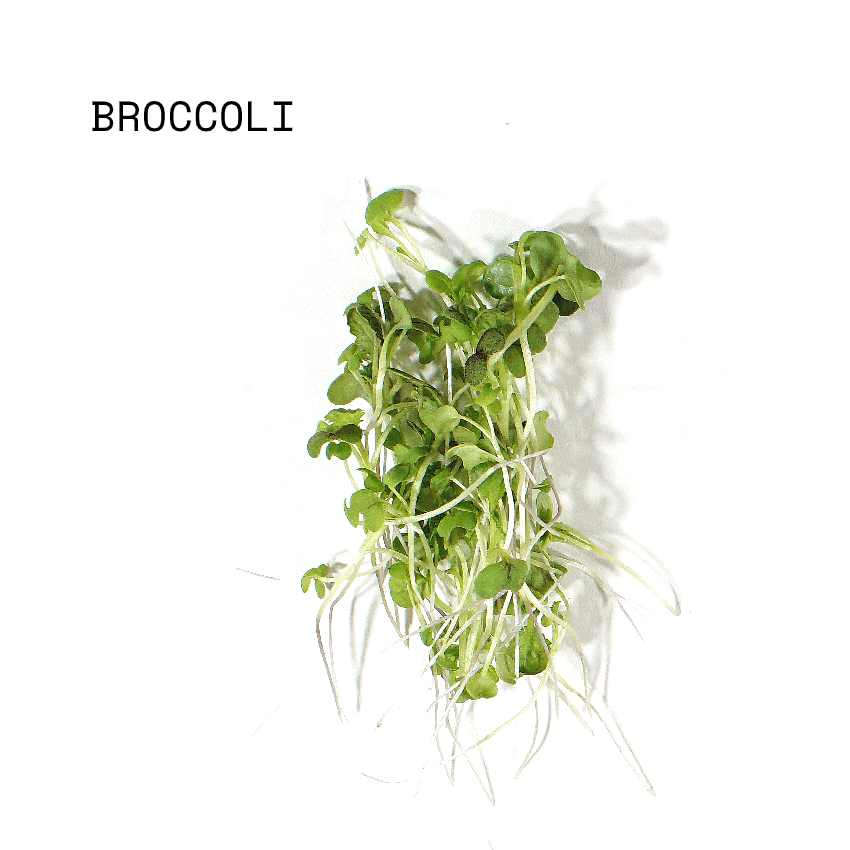 april-sun-salads-micro-salad-mix-broccoli April Sun Micro Broccoli