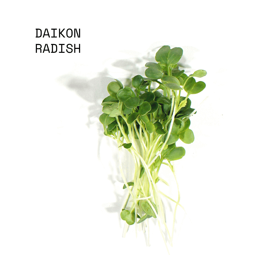 april-sun-salads-micro-salad-mix-daikon-radish April Sun Micro Daikon Radish