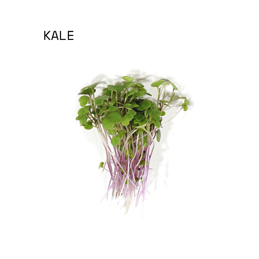 april-sun-salads-micro-salad-mix-kale April Sun Micro Kale