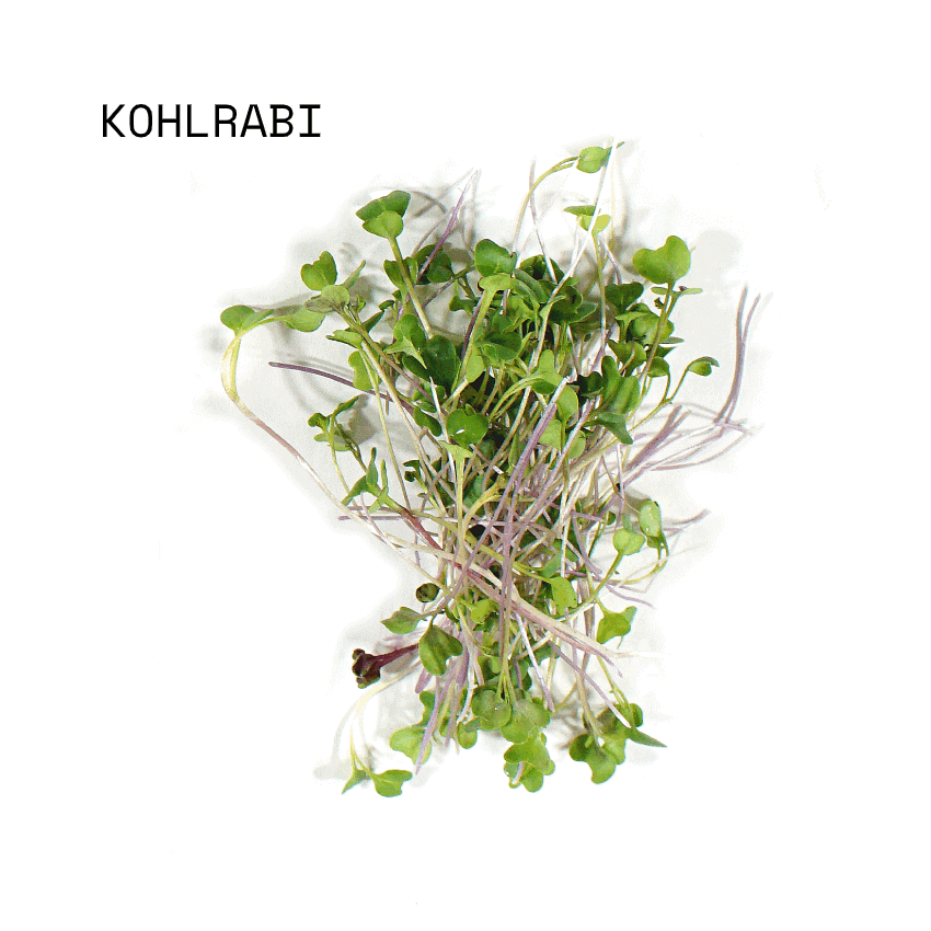 april-sun-salads-micro-salad-mix-kohlrabi April Sun Micro Kohlrabi