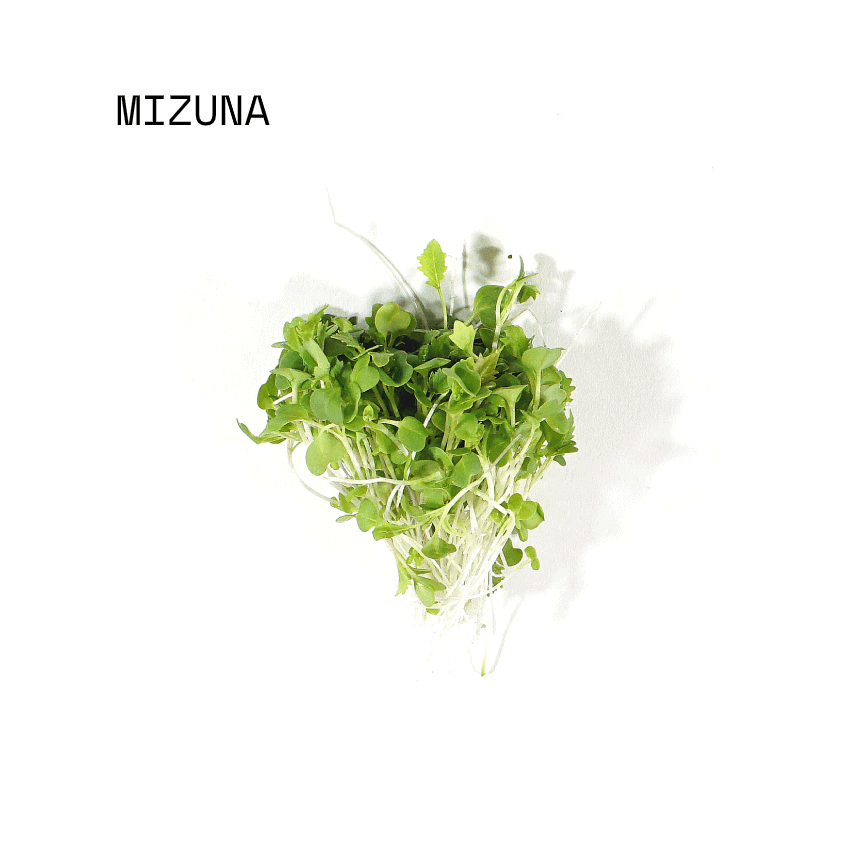 april-sun-salads-micro-salad-mix-mizuna April Sun Micro Mizuna
