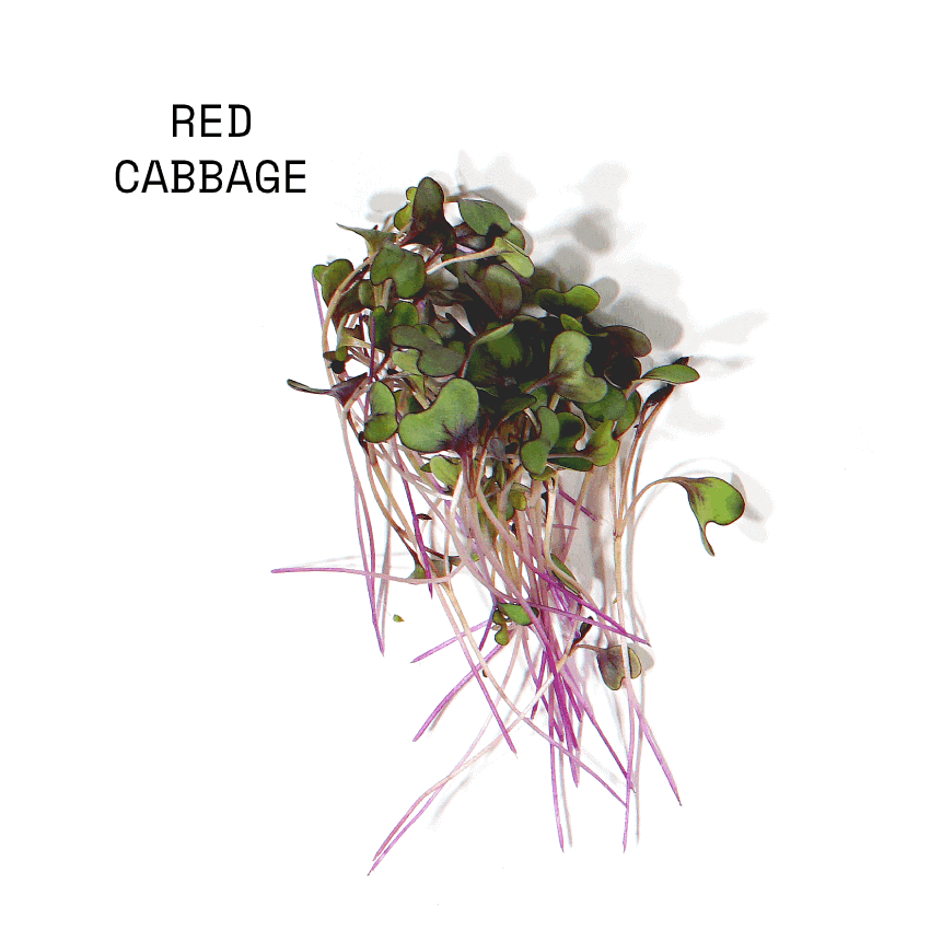 april-sun-salads-micro-salad-mix-red-cabbage April Sun Micro Red Cabbage