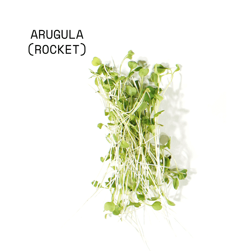 april-sun-salads-micro-salad-mix-rocket April Sun Micro Rocket