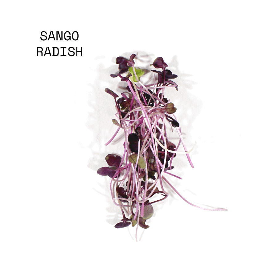 april-sun-salads-micro-salad-mix-sango-radish April Sun Micro Sango Radish