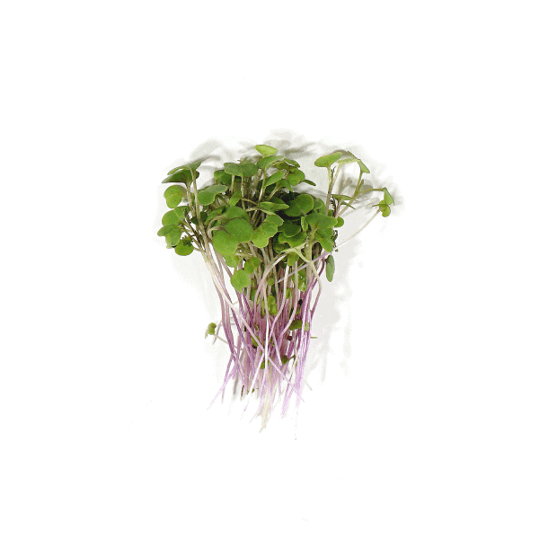 Kale Microgreens