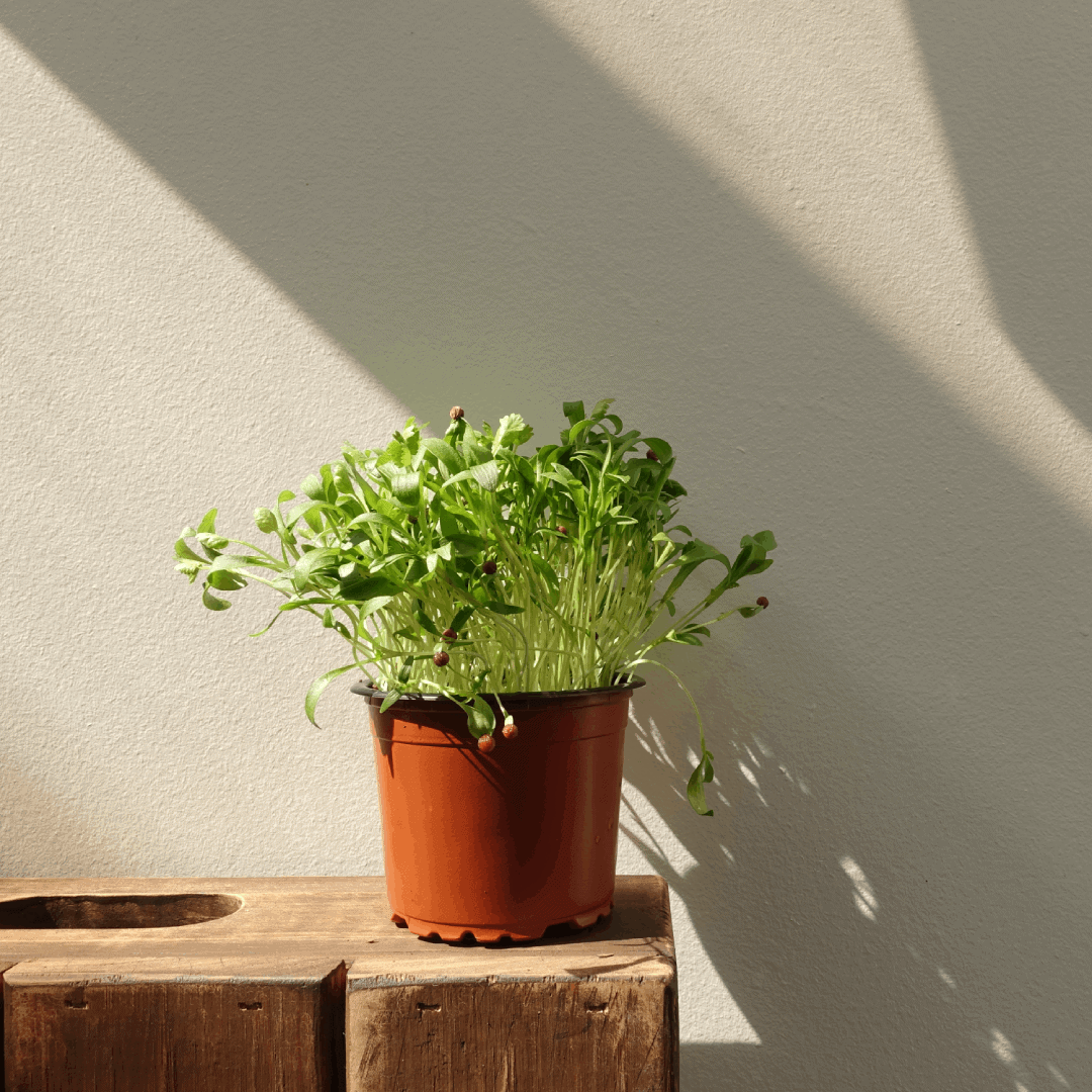 microgreens-coriander