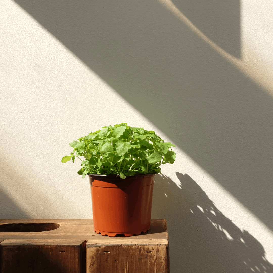 microgreens-lemonbalm